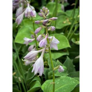 Hosta 'Blue Cadet' – Árnyékliliom