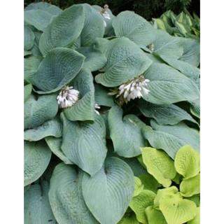 Hosta 'Blue Mammoth' – Árnyékliliom