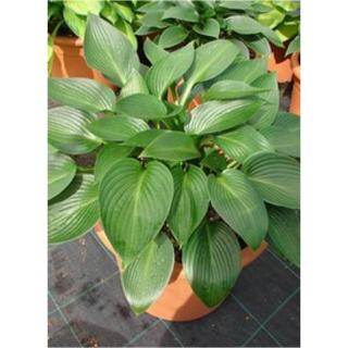 Hosta 'Devon Green' - Árnyékliliom