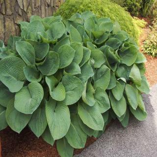 Hosta 'Elegans' - Árnyékliliom