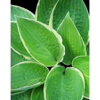 Hosta fortunei 'Aureomarginata' – Árnyékliliom