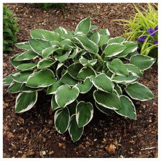 Hosta fortunei 'Francee' - Árnyékliliom