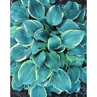 Hosta 'Frosted Dimples' – Árnyékliliom