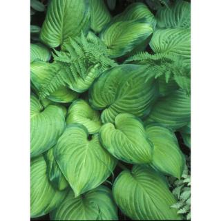 Hosta plantaginea 'Guacamole' – Árnyékliliom