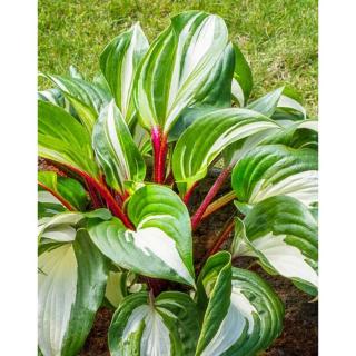 Hosta 'Raspberry Sundae' – Árnyékliliom
