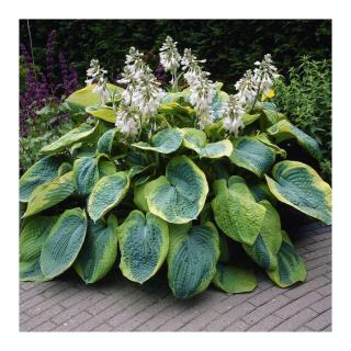 Hosta sieboldiana 'Frances Williams' - Árnyékliliom