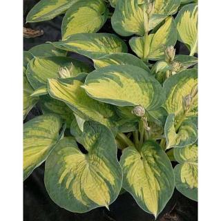 Hosta sieboldiana 'Great Expectations' – Árnyékliliom