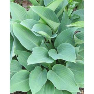 Hosta 'Silvery Slugproof' – Árnyékliliom