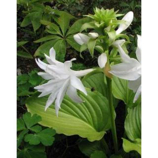 Hosta 'Venus' – Árnyékliliom