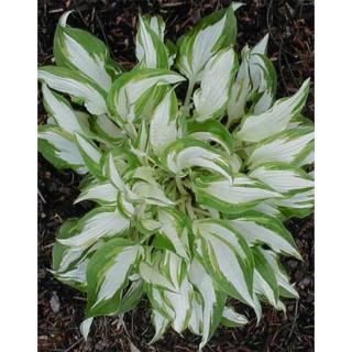 Hosta 'White Christmas' – Árnyékliliom