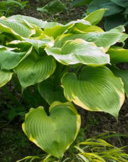 Hosta 'Winter Snow' – Árnyékliliom