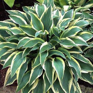 Hosta 'Wolverine' - Árnyékliliom