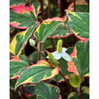 Houttuynia cordata 'Chameleon' – Kaméleonlevél