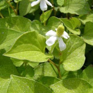 Houttuynia cordata – Kaméleonlevél