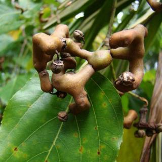 Hovenia dulcis – Kínai mazsolafa