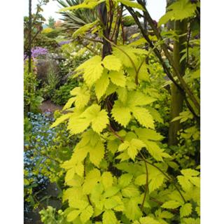 Humulus lupulus 'Aureus' – Felfutó komló