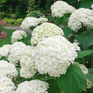 Hydrangea arborescens 'Incrediball' – Cserjés hortenzia