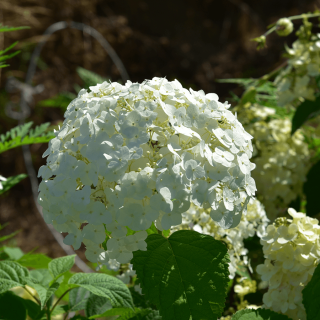 Hydrangea arborescens 'Strong Annabelle' – Cserjés hortenzia