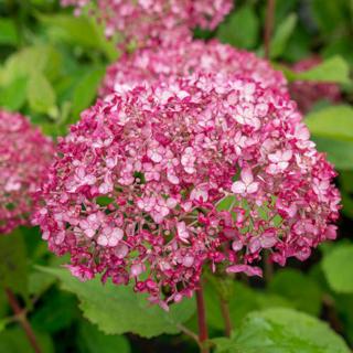 Hydrangea arborescens 'Sweet Annabelle' – Cserjés hortenzia