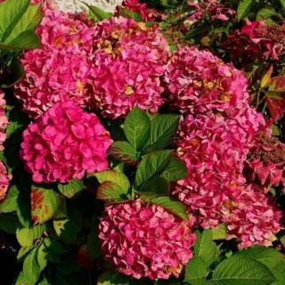 Hydrangea macrophylla 'Alpenglühen' – Piros virágú kerti hortenzia