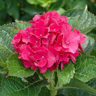 Hydrangea macrophylla 'Masja' (syn.: 'Sibilla') – Kerti hortenzia