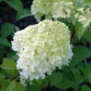 Hydrangea paniculata 'Diamantino' – Bugás hortenzia