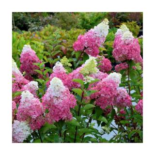 Hydrangea paniculata 'Fraise Melba' – Bugás hortenzia