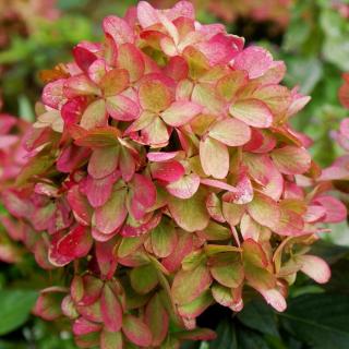 Hydrangea paniculata 'Graffiti' – Bugás hortenzia