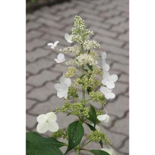 Hydrangea paniculata 'Grandiflora' - Fehér, kúpvirágú bugás hortenzia