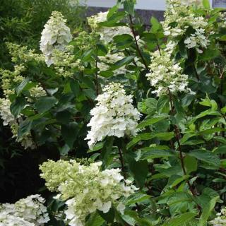 Hydrangea paniculata 'Kyushu' - Hortenzia