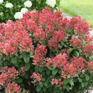 Hydrangea paniculata 'Little Quick Fire' – Bugás hortenzia
