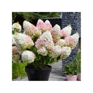 Hydrangea paniculata 'Living Strawberry Blossom' – Bugás hortenzia
