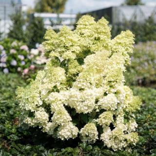 Hydrangea paniculata 'Magical Lime Sparkle' – Bugás hortenzia