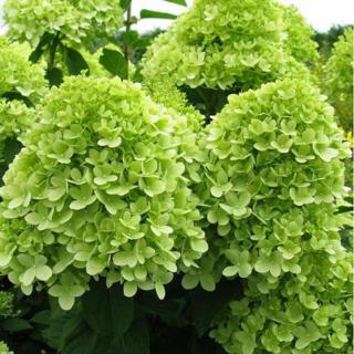 Hydrangea paniculata 'Mojito' – Bugás hortenzia