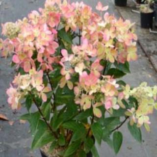 Hydrangea paniculata 'Pastelgreen'® – Bugás hortenzia