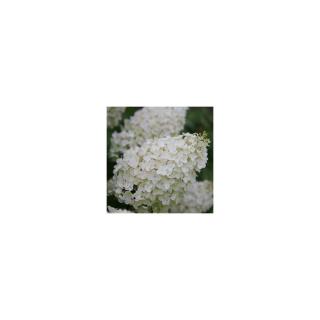 Hydrangea paniculata 'Silver Dollar' – Fehér bugás hortenzia