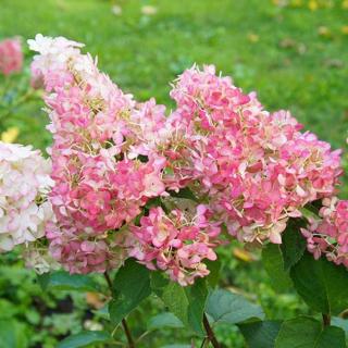 Hydrangea paniculata 'Sundae Fraise' – Rózsaszín bugás hortenzia