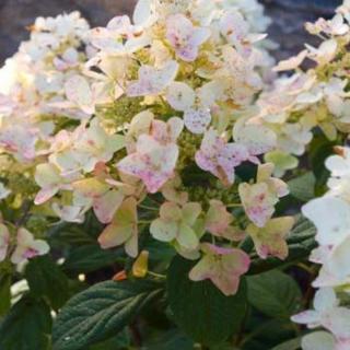 Hydrangea paniculata 'Tickled Pink' – Bugás hortenzia