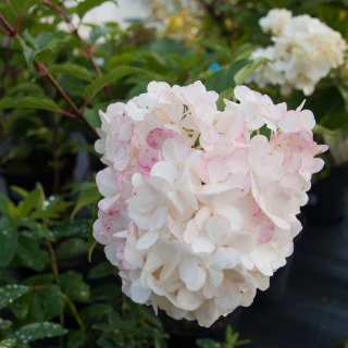 Hydrangea paniculata 'Vanille Fraise' -  Bugás hortenzia