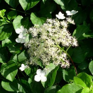 Hydrangea petiolaris - Kúszó hortenzia