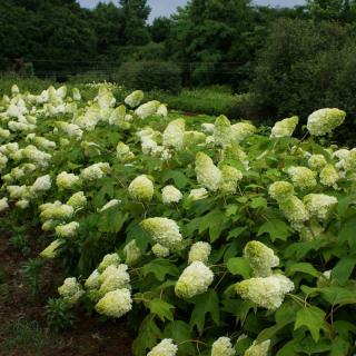Hydrangea quercifolia 'Harmony' – Tölgylevelű hortenzia