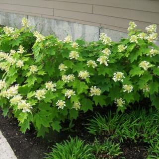 Hydrangea quercifolia 'Sikes Dwarf' – Törpe tölgylevelű hortenzia