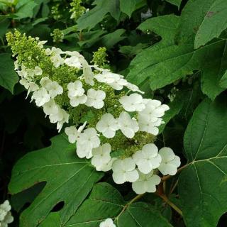 Hydrangea quercifolia 'Snow Queen' – Tölgylevelű hortenzia