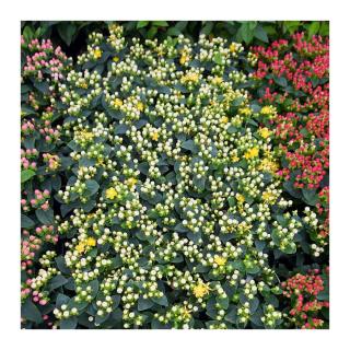 Hypericum inodorum 'Miracle Blizz' – Szagtalan orbáncfű