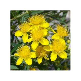 Hypericum kalmianum 'Gemo' – Orbáncfű