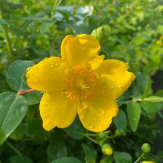 Hypericum patulum 'Hidcote Gold' (syn.: 'Hidcote') – Japán orbáncfű