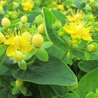 Hypericum x inodorum 'Magical Sunshine' – Orbáncfű