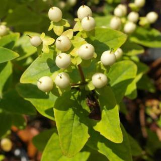 Hypericum x inodorum 'Magical White' – Orbáncfű