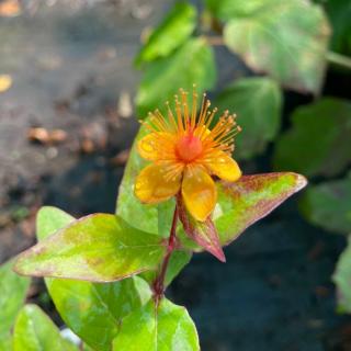 Hypericum x inodorum 'Miracle Night'® - Szagtalan orbáncfű