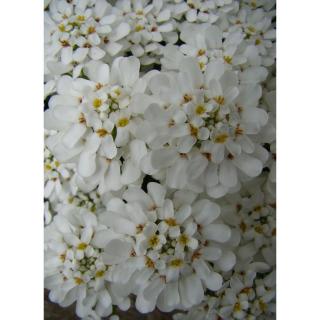 Iberis sempervirens 'Fischbeck' - Örökzöld tatárvirág